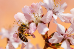 Wat is bestuiving en waarom is dat zo belangrijk?