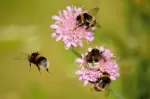 De Vliegende Tuiniers: Hoe Insecten essentieel zijn voor Bestuiving