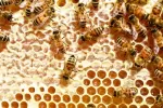 Rauwe Honing: De Gezondheidsvoordelen en Toepassingen