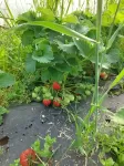 Bijenvolken Huren: De Voordelen voor Jouw Fruitteelt