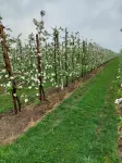 De Beste Bestuivingsimker Diensten voor Fruitbomen in Nederland