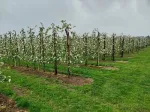 De beste tips voor de bestuiving van appels en kersen