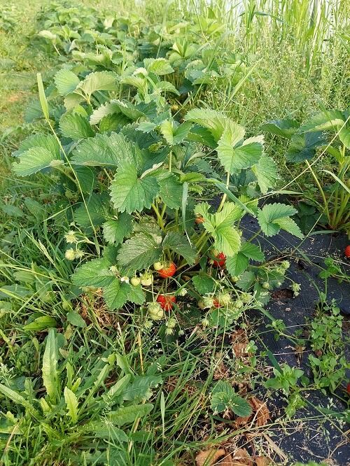Resultaat aardbeien na bestuiving