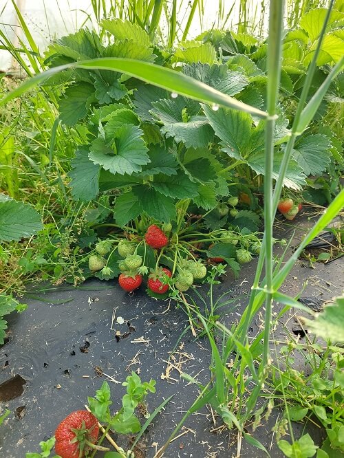 Bestoven aardbeien door honingbijen