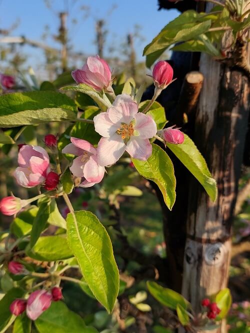 Appel bloem
