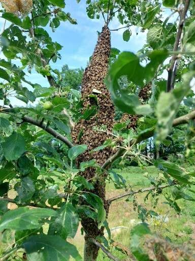 Prachtige bijenzwerm in een fruitboompje