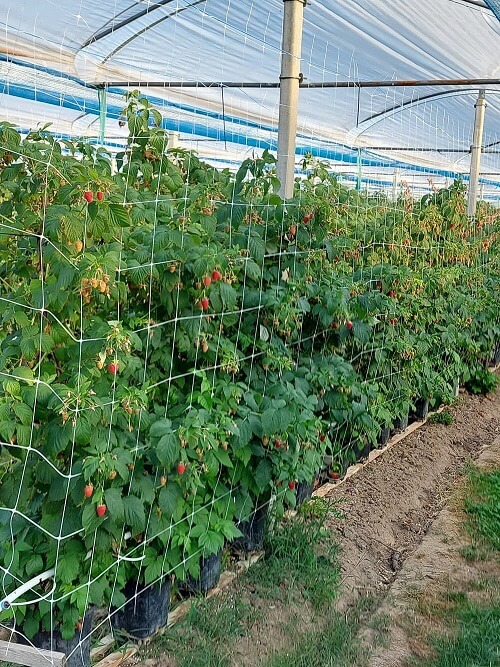 Frambozen 2022