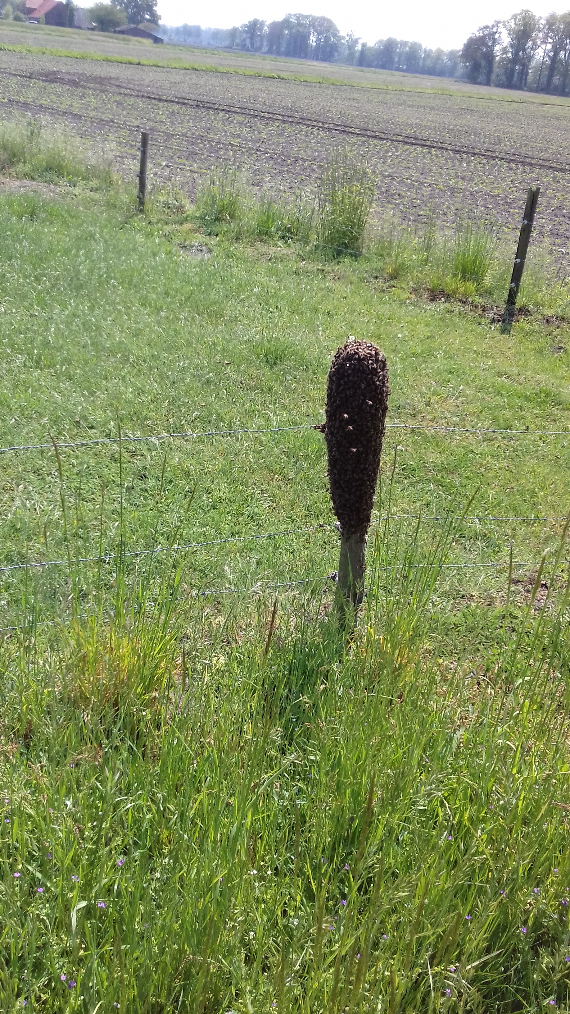 Bijenzwerm op paal