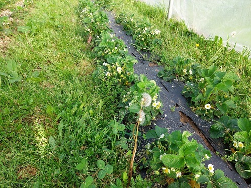 Aardbeiplant bij plaatsing bijen